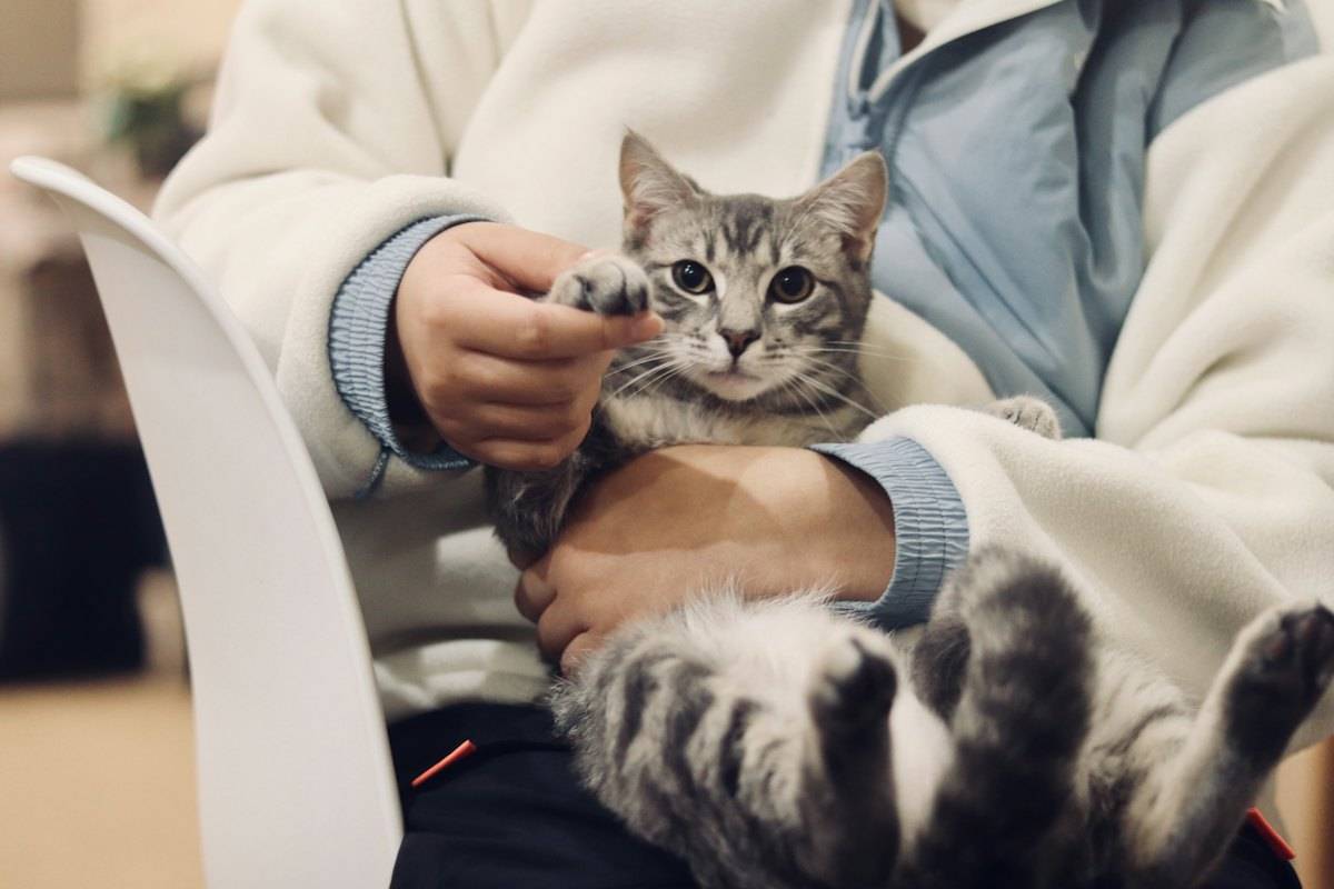 Kucakta tutulan gri tekir kedi