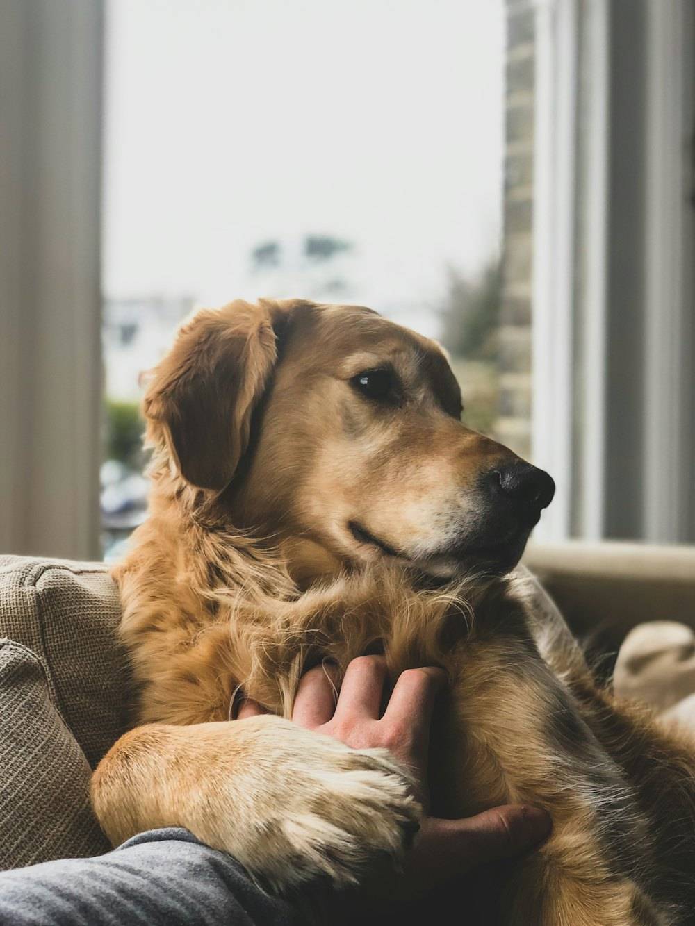 Koltukta dinlenen yaşlı golden retriever