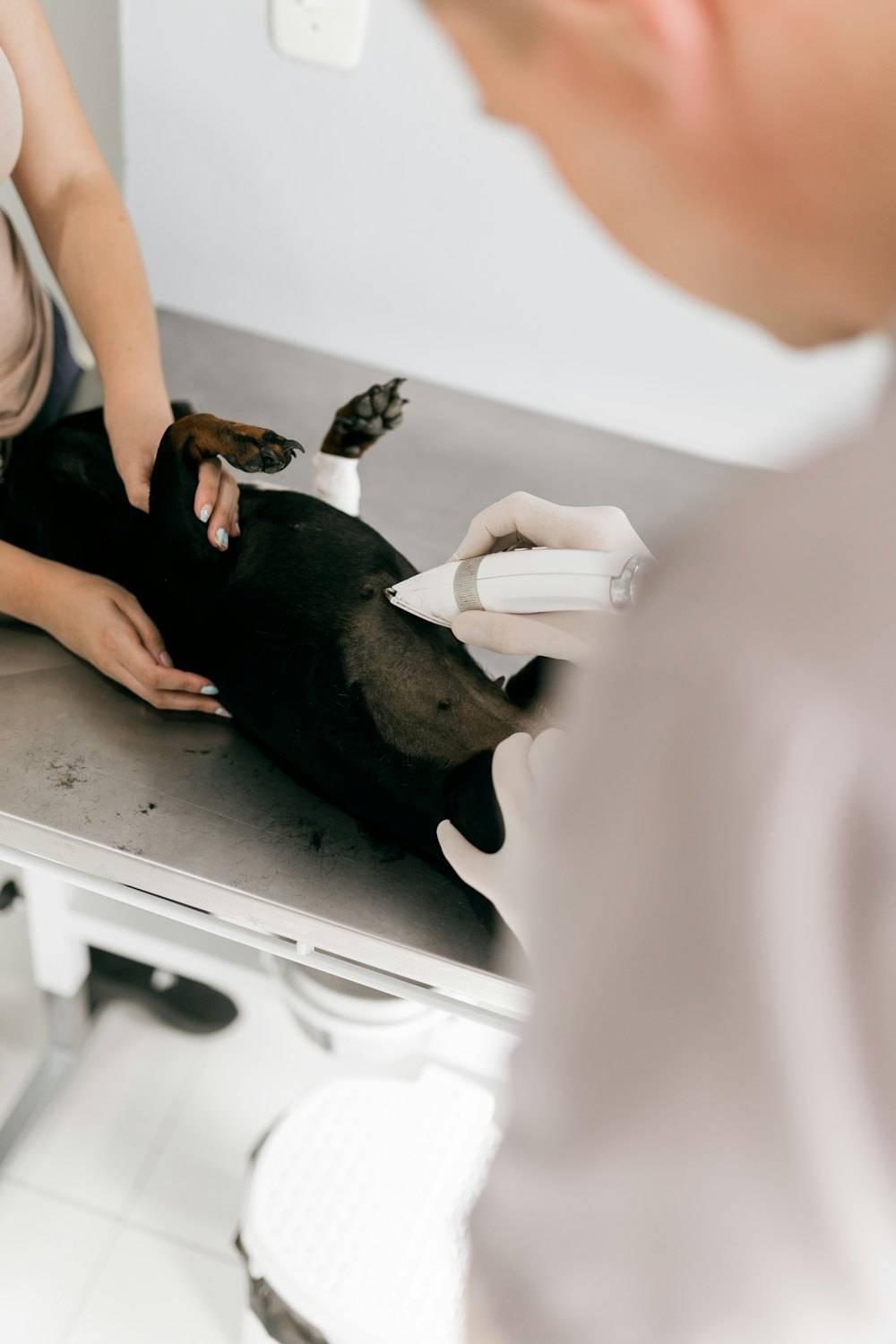 Muayene masasında köpek