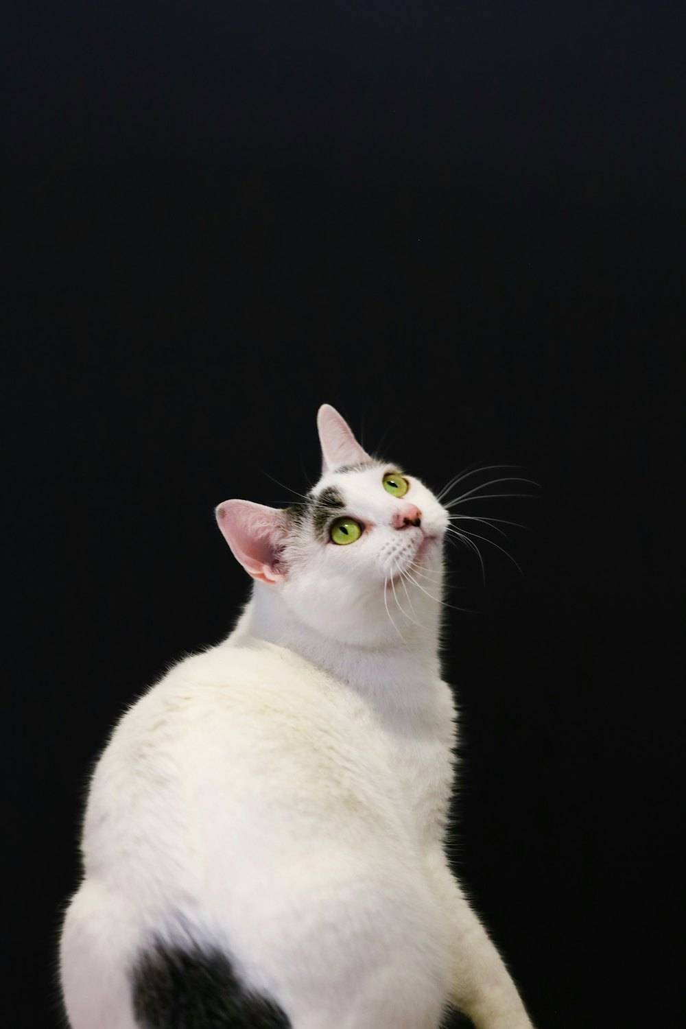 Siyah beyaz kedi