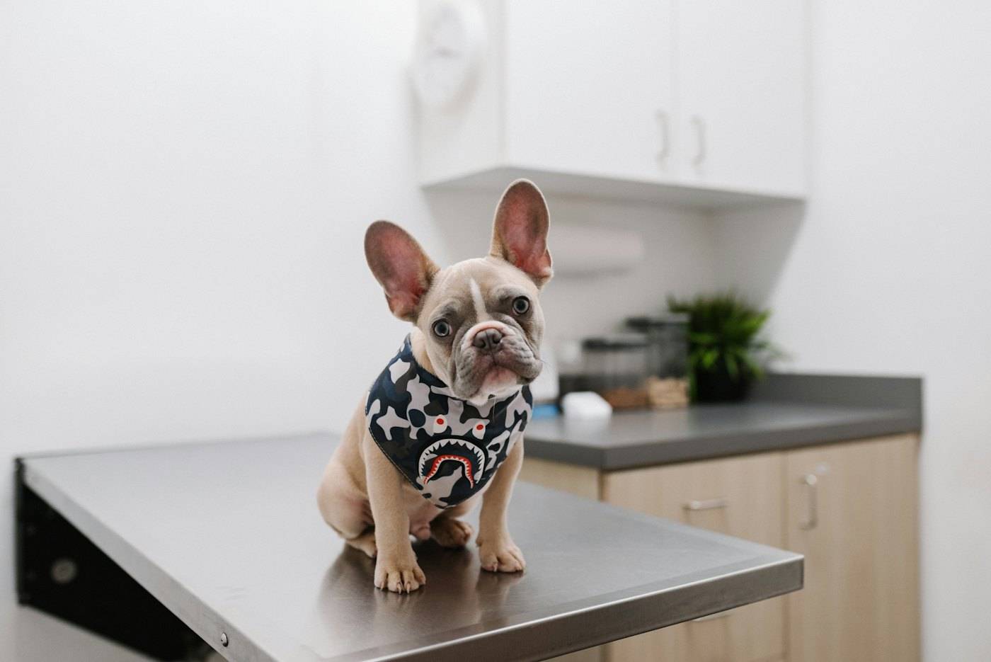 Muayene masasında bandanalı Fransız bulldog
