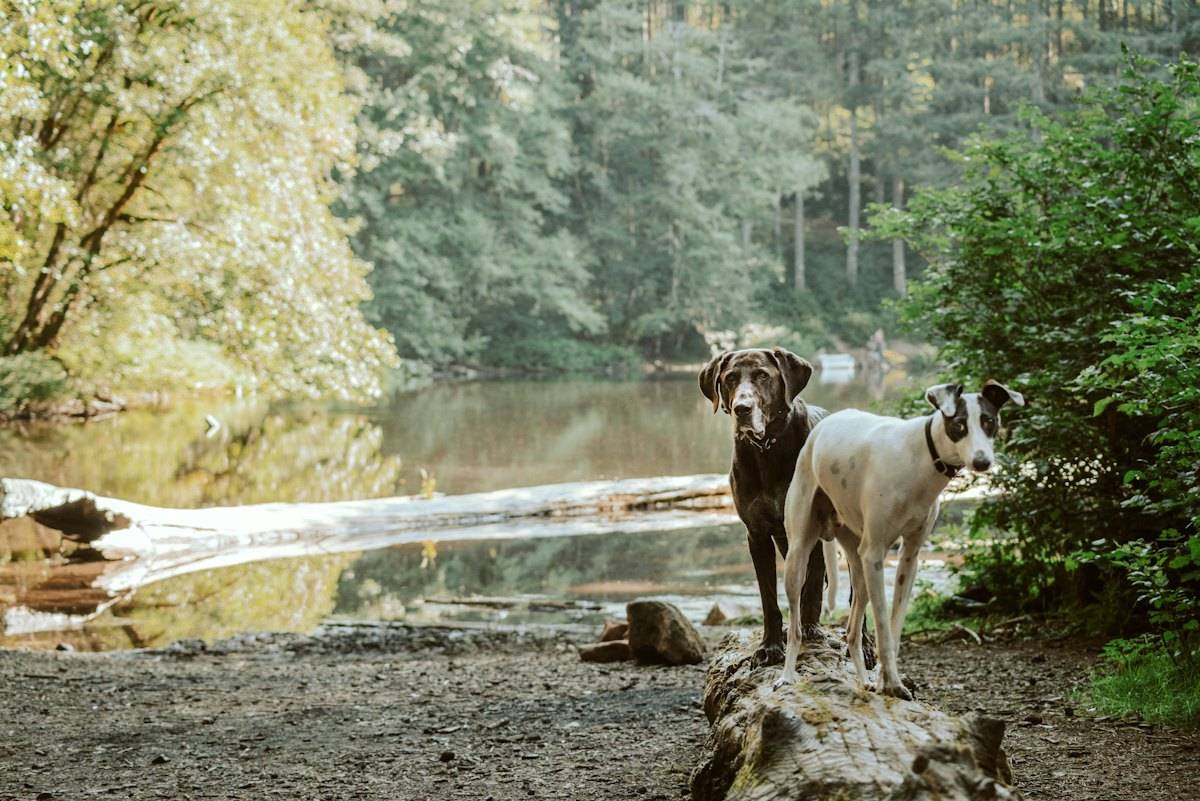 Göl kenarında iki köpek