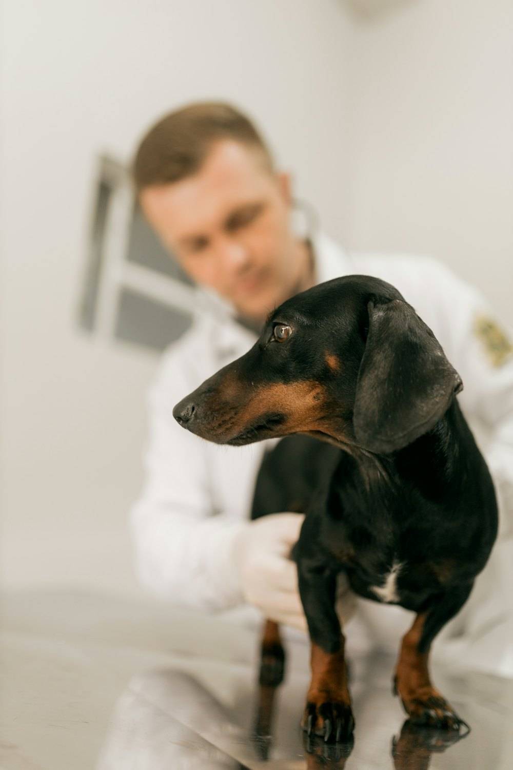 Hekimin muayene ettiği siyah kahverengi dachshund