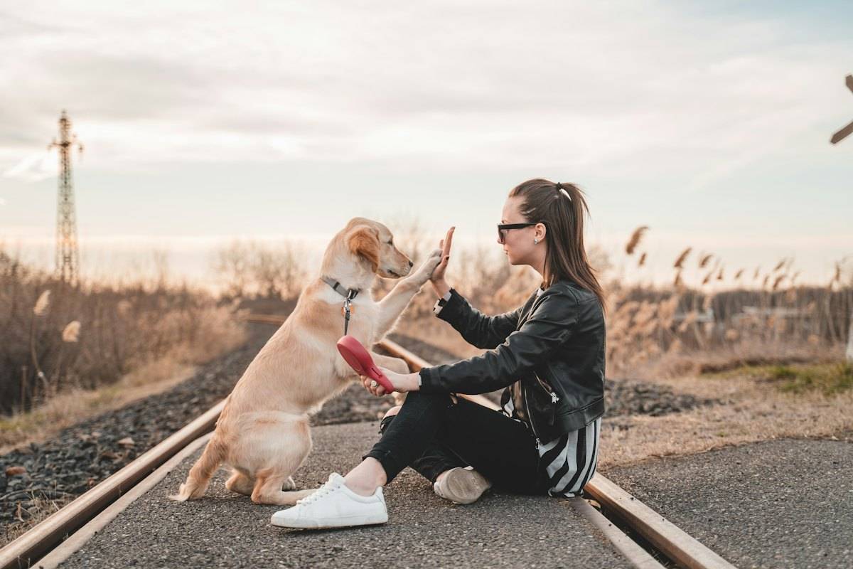 Açık havada sahibiyle oynayan köpek