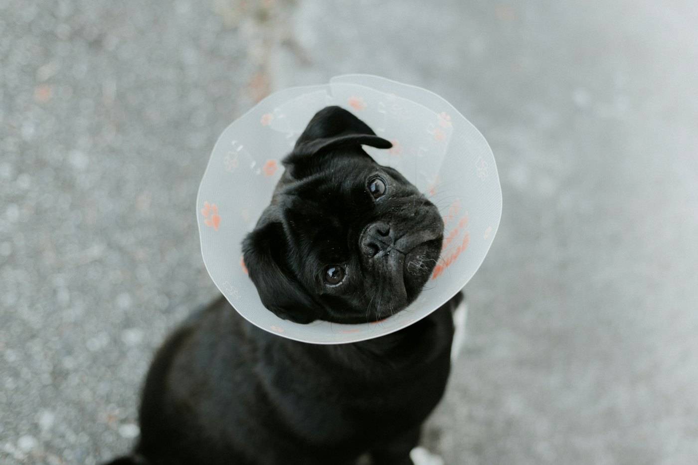 Boynunda koruyucu yaka olan siyah pug