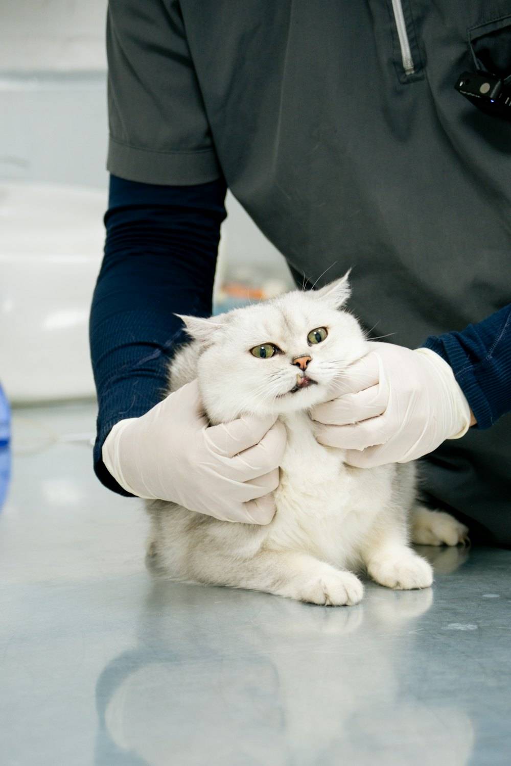 Muayene masasında beyaz kedi