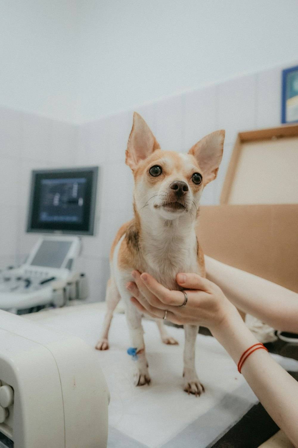 Muayene masasında hekimin tuttuğu chihuahua