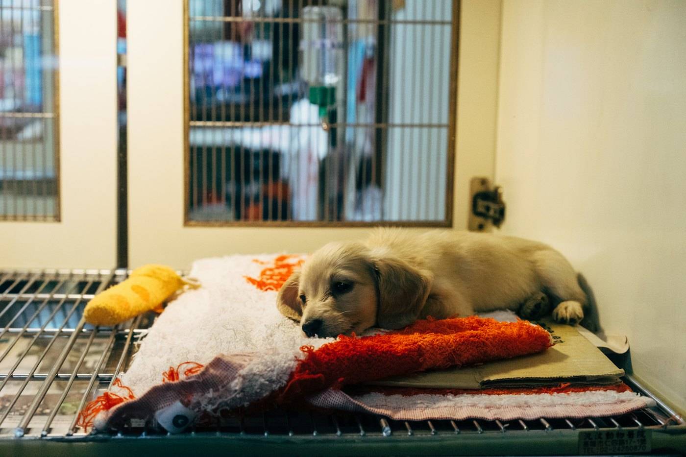 Oyuncaklarıyla yatakta dinlenen yavru köpek