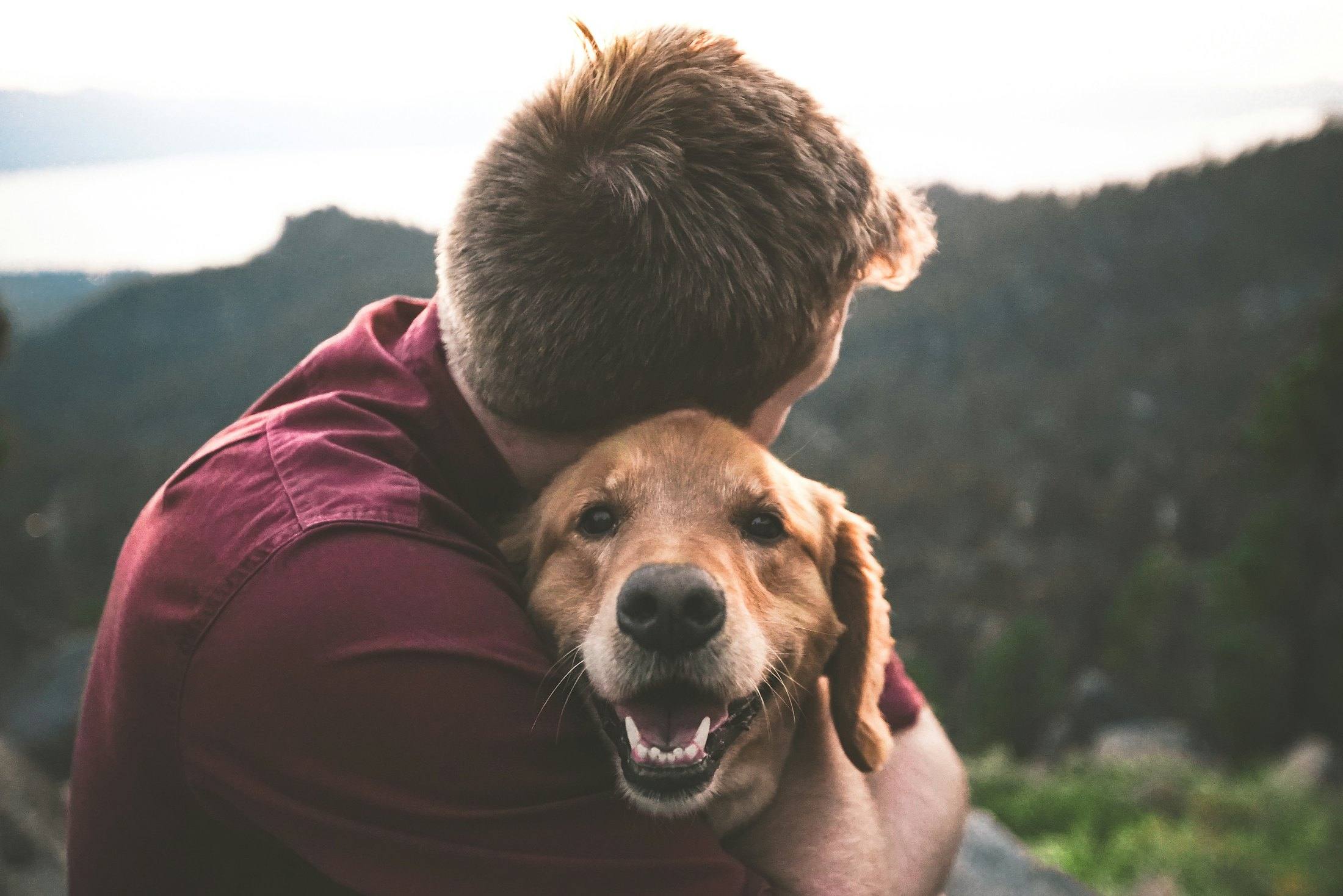 Sahibinin sarıldığı, gülümser görünen sarı tüylü köpek
